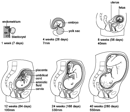 Changes during pregnancy