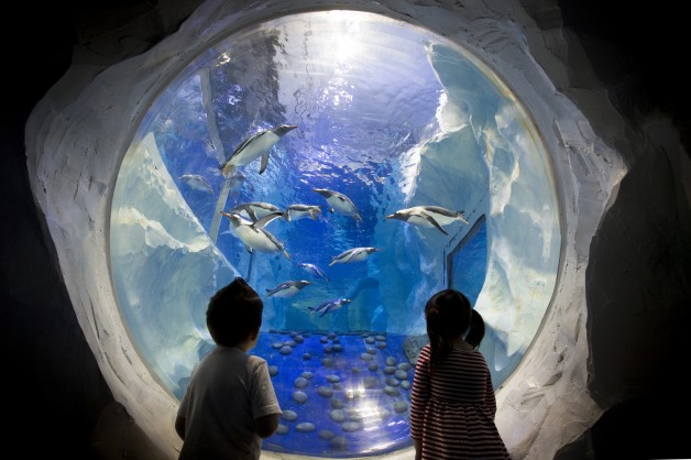 All new Penguin Ice Adventure launches at The National SEA LIFE Centre Birmingham!