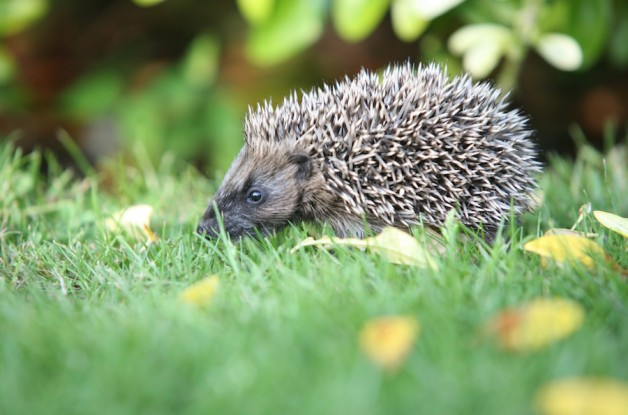 Hedgehogs are in decline | Hedgehog activities | Hedges for hogs
